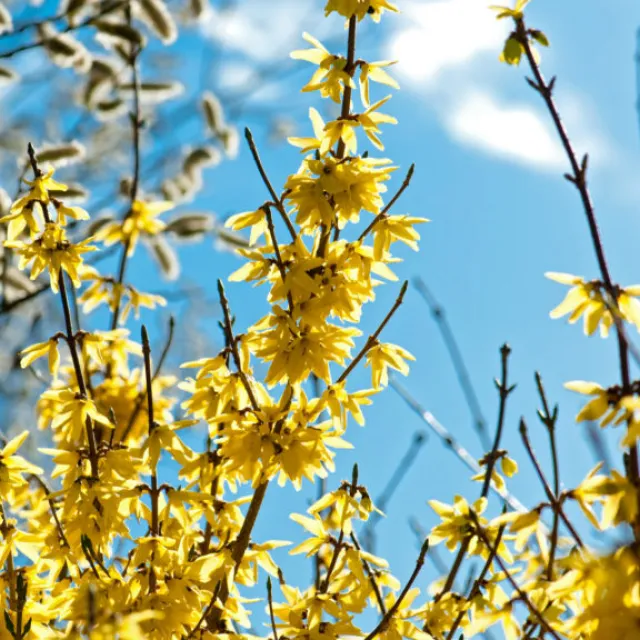 Media Name: forsythia-iStock-514557756-1024x576.jpg