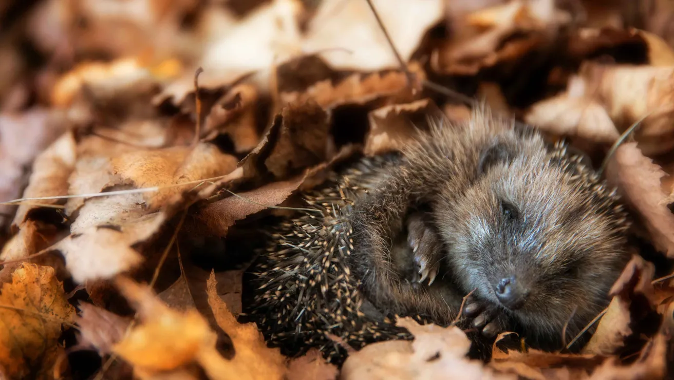 A curled-up hedgehog resting among colorful autumn leaves, blending softly into its natural environment.