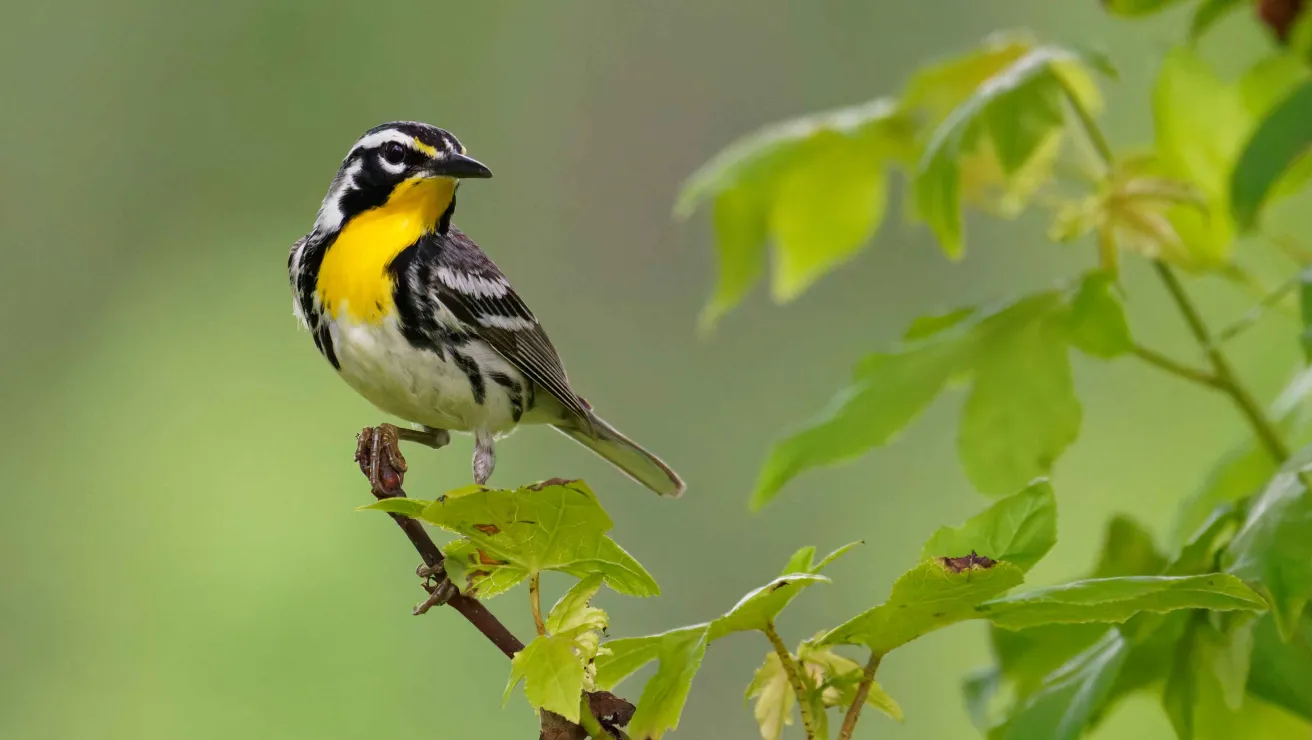 A yellow-rumped warbler perched on a branch, showcasing its striking black and yellow plumage against a soft green background.
