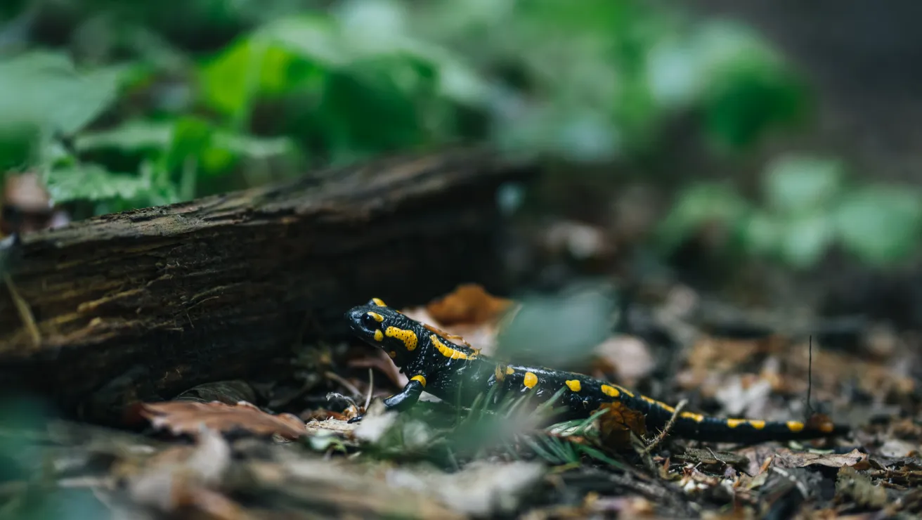 A black salamander with bright yellow spots crawls on the forest floor, surrounded by green foliage and fallen leaves.