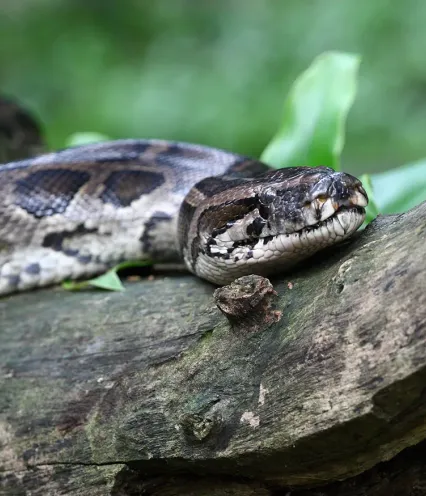 Bermise Python in tree