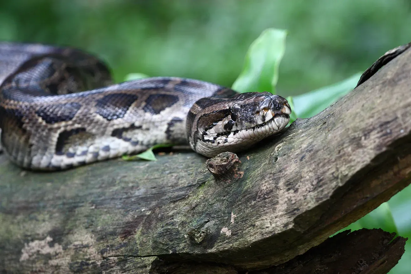 Bermise Python in tree