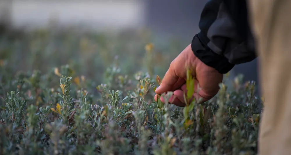 hand touching new seedlings in a nursery