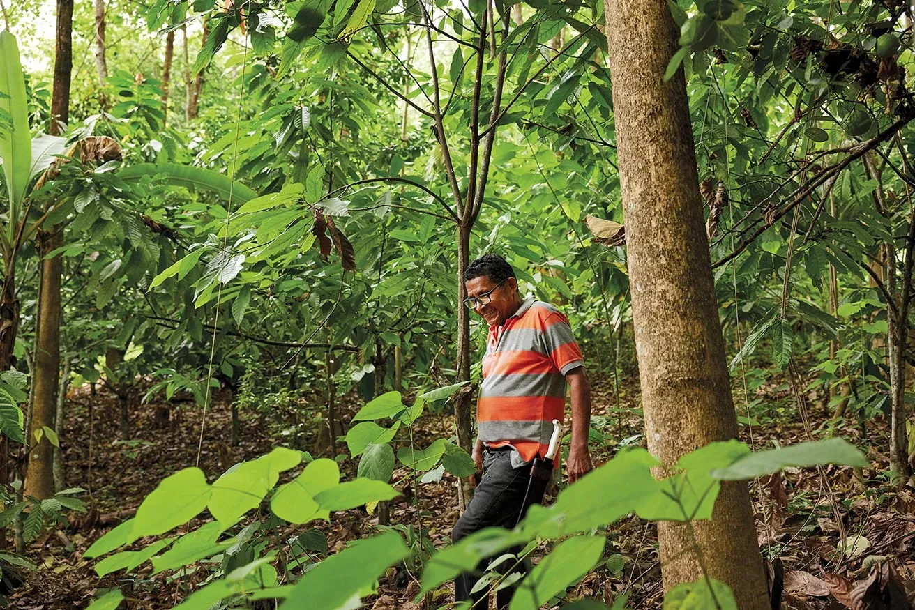 A man walking through a lush forest, surrounded by tall trees and vibrant green plants.