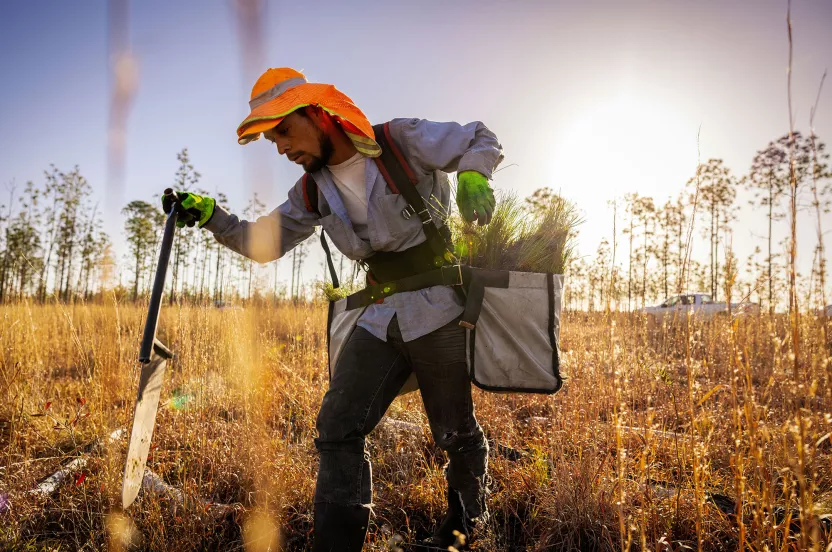 tree planter replanting trees