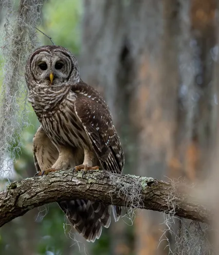owl on a tree