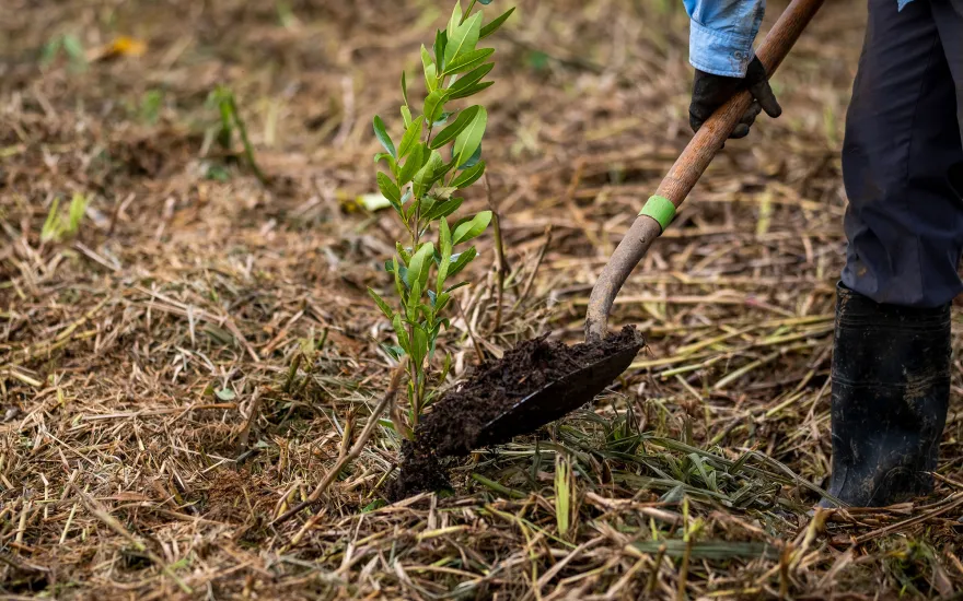 planting a tree photo