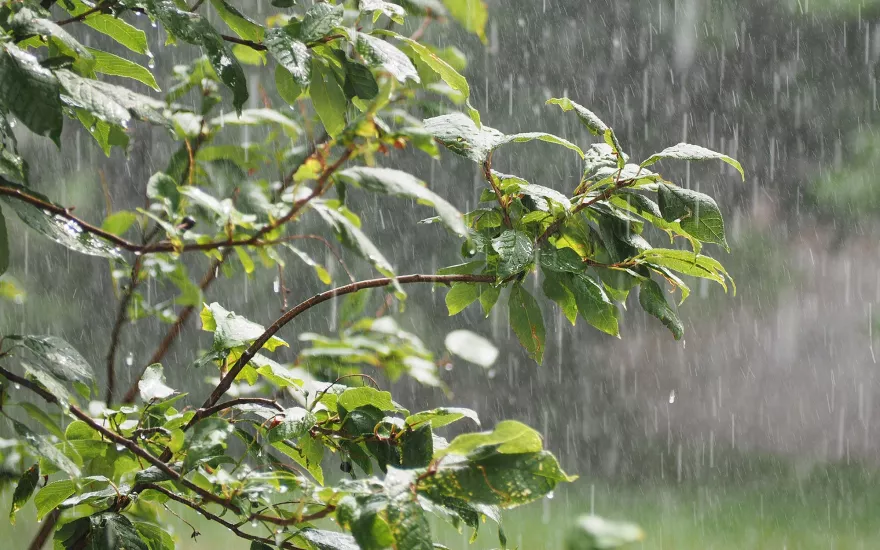 rain water collecting on branches of a tree