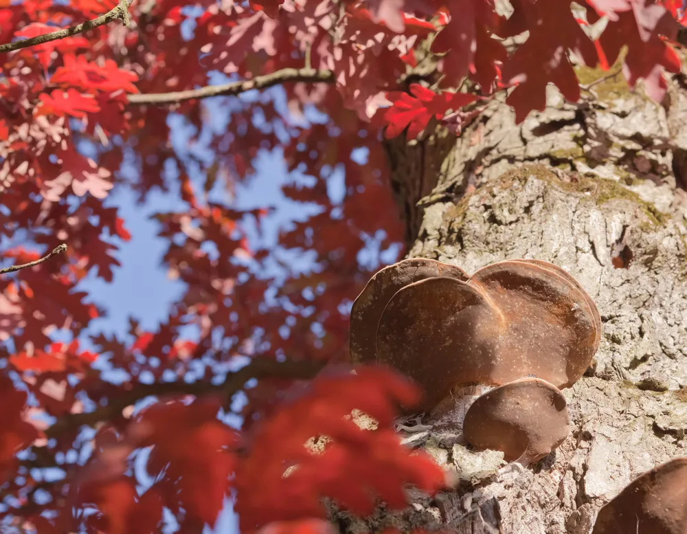 View looking up at burls on an oak tree among with red fall leaves.