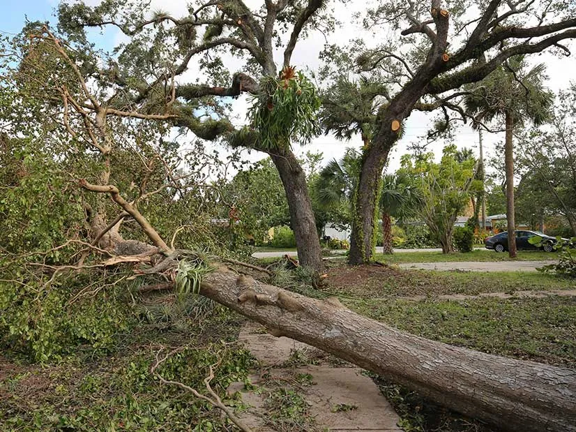 A fallen tree sprawls across a yard, surrounded by scattered branches and debris, with a neighboring house and car in the background.