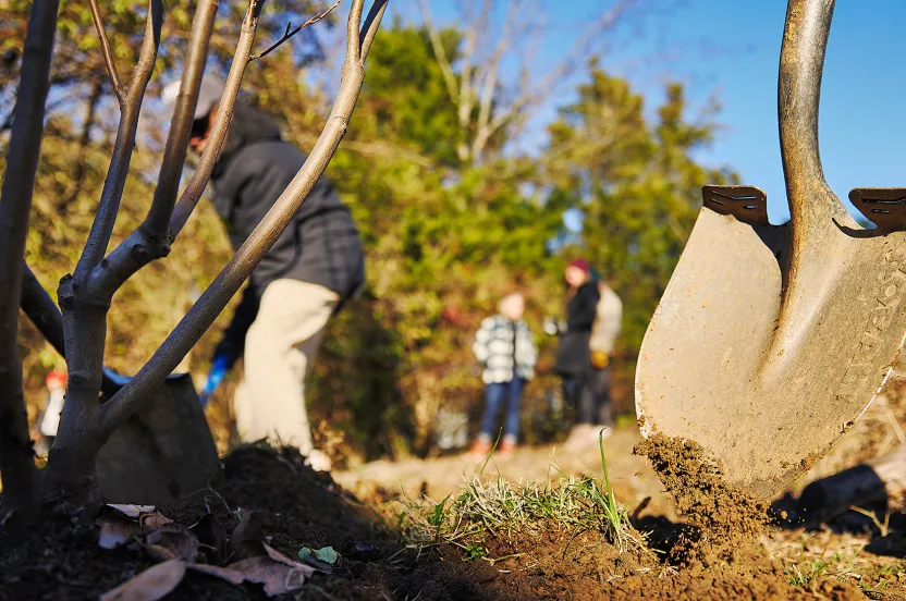ground view of shovel and new tree, volunteer tree planters in the background.