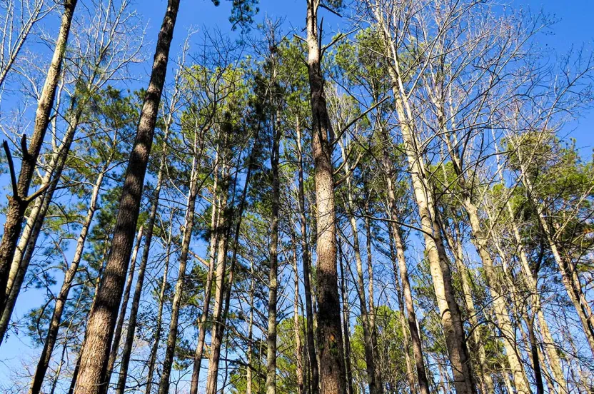 Looking up at tall trees with a mix of green pine needles and bare branches against a clear blue sky.