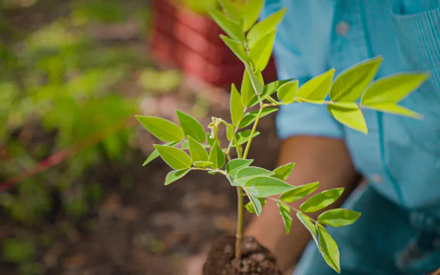 close-up of hands holding a seedling in a nursery in Nicaragua.