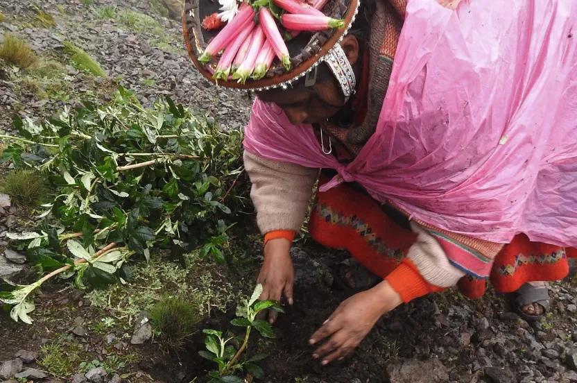 woman planting a tree seedling in the Polylepis forest in Peru.