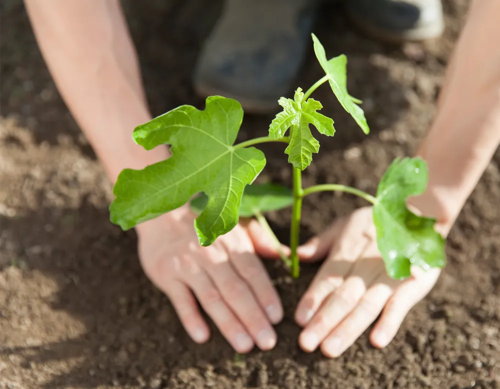 close-up of hands planting a fig tree