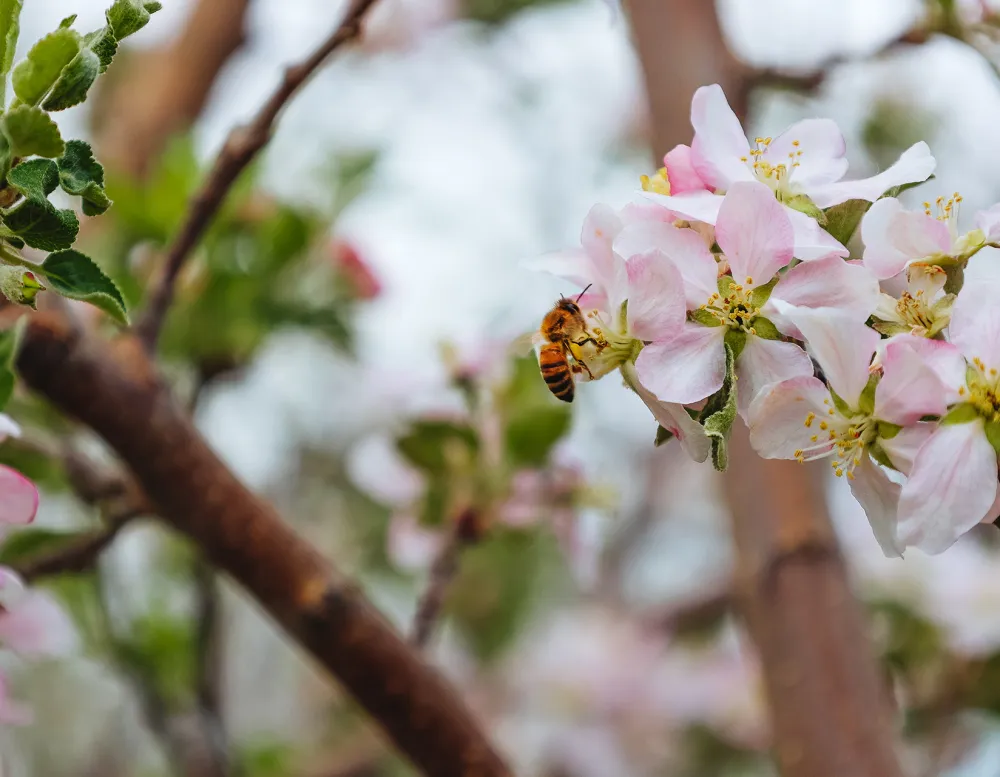 close up of a bee in an apple tree blossom