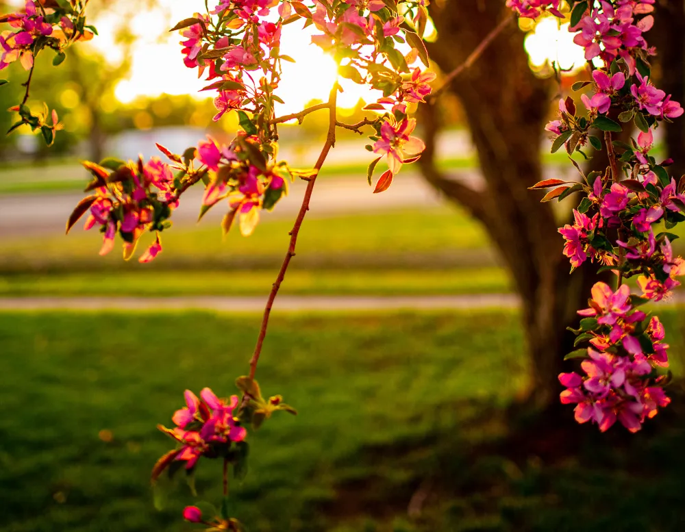 detail of blooms on a crabapple tree with glow of sunset behind it.