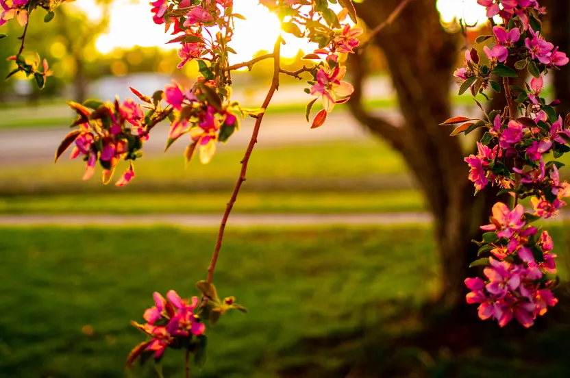 detail of blooms on a crabapple tree with glow of sunset behind it.