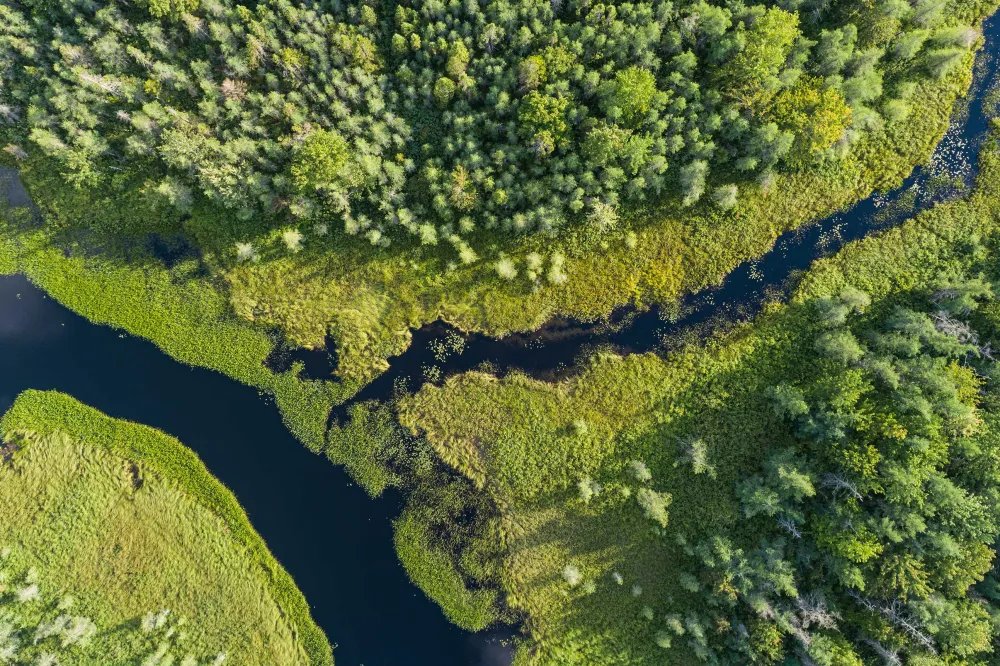 Aerial view of lush green forest surrounding a meandering river, featuring vibrant water plants and a variety of tree canopies.