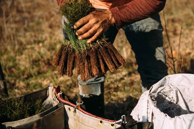 tree planting close up of seedlings