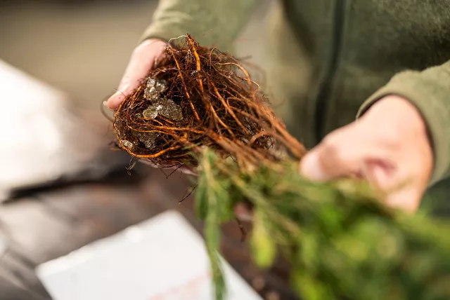 how to unpack your trees