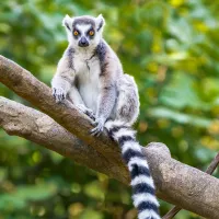 lemur sitting on a branch