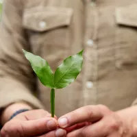 nurturing a seedling