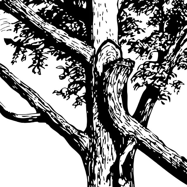 Illustration of a broken branch on a tree after a storm
