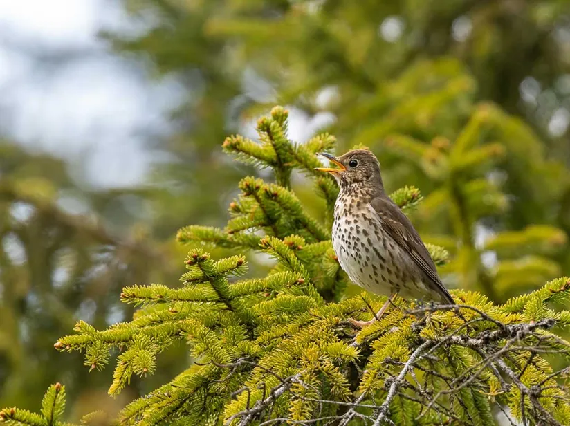 A small brown bird perched on a green pine branch, singing amidst a blurred natural background. Its speckled chest is visible.