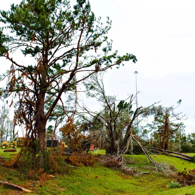 A damaged landscape with uprooted trees and broken branches, showcasing the impact of severe weather on the environment.