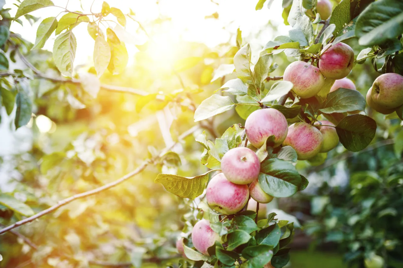 Media Name: iStock_73929609_LARGE.jpg