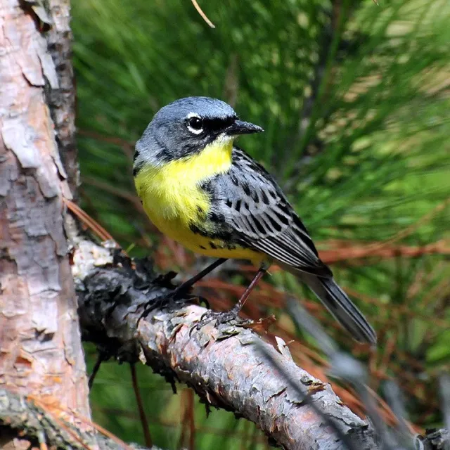 Media Name: Kirtlands-Warbler_Joel-Trick_USFWS-Midwest-Region-1024x768.jpg