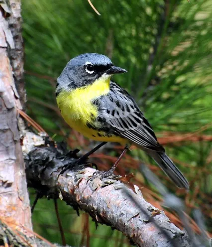 Media Name: Kirtlands-Warbler_Joel-Trick_USFWS-Midwest-Region-1024x768.jpg