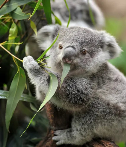A close-up of a young koala munching on eucalyptus leaves, with curious eyes and soft, gray fur.
