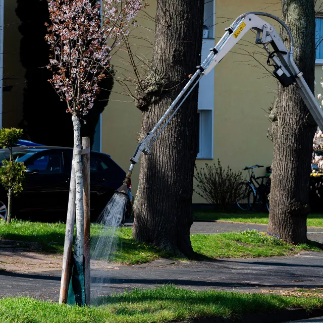 A specialized machine waters a young blooming tree in a residential area, with a car and bicycles visible in the background.