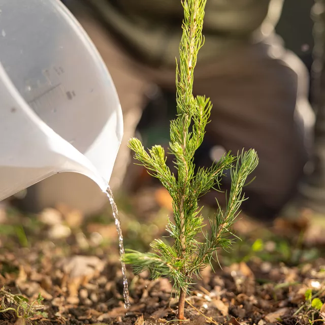 watering a new seedling