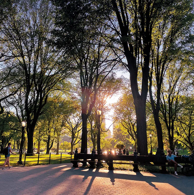 Sunlight filters through lush green trees in a park, casting shadows on a path where people relax and stroll.