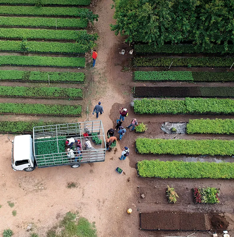 Aerial view of a lush farm with rows of plants, featuring workers unloading a truck surrounded by greenery and pathways.