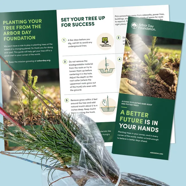 free member trees package
