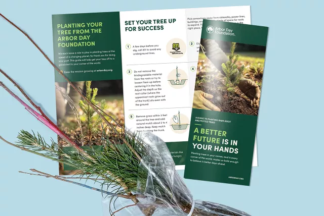 free member trees package