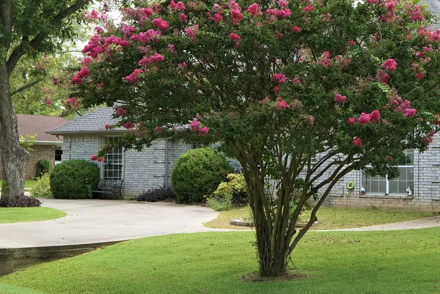 front cover of the Tree Book overlayed on a residential tree and yard