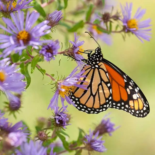A vibrant monarch butterfly perched on delicate purple asters, capturing a moment in nature's beauty.