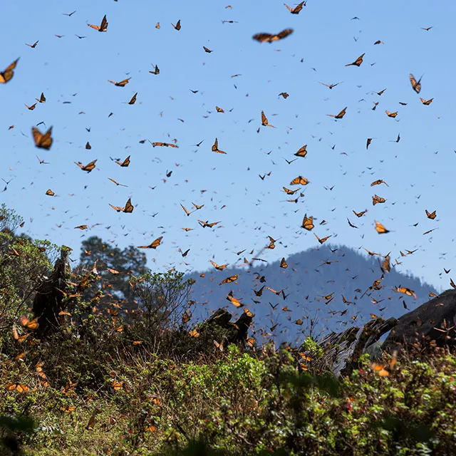 A vibrant swarm of orange and black butterflies flutters against a clear blue sky, surrounded by green foliage and distant mountains.