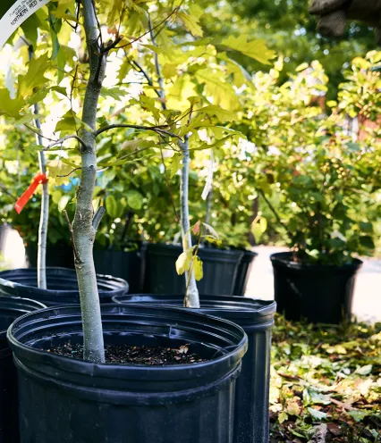 close-up of trees in large pots to give away