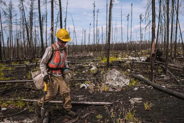 tree planter walking through charred forest