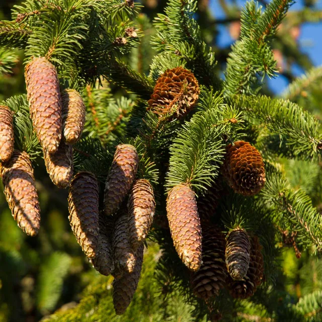 Media Name: norway-spruce.jpg