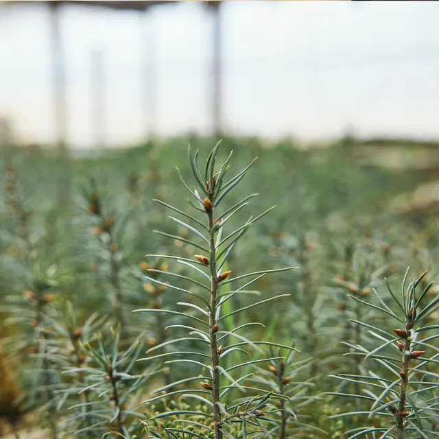 Close-up of young pine saplings with green, needle-like leaves and developing buds, set against a blurred nursery background.