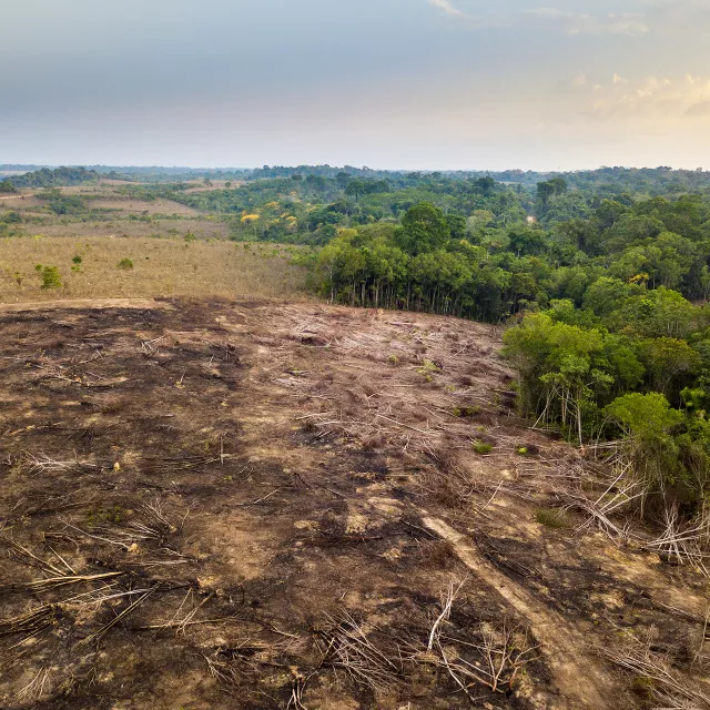 deforestation in the rainforest