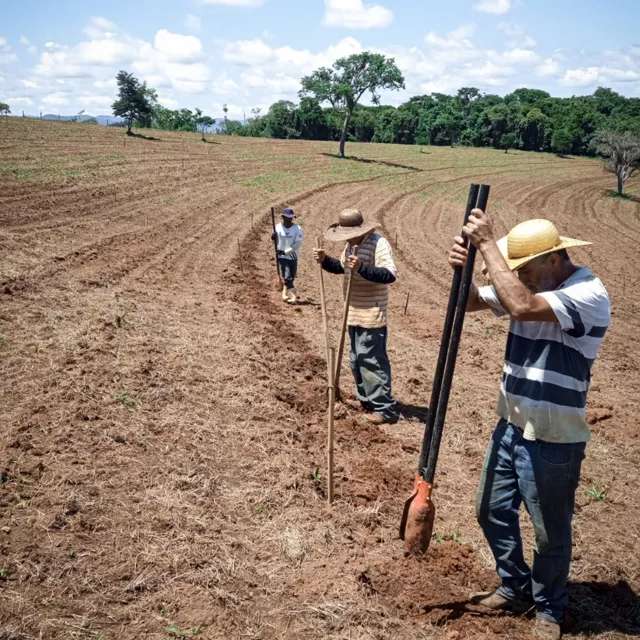 Tree planters on barren landscape