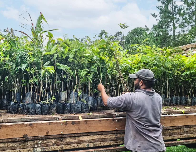crew unloading saplings